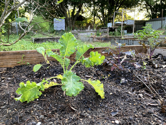 Five tips on starting a fall veggie garden, including how to get transplants, soil delivered (Austin 360, September 2020)