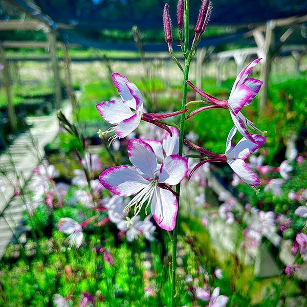 Gaura – Lone Star Nursery