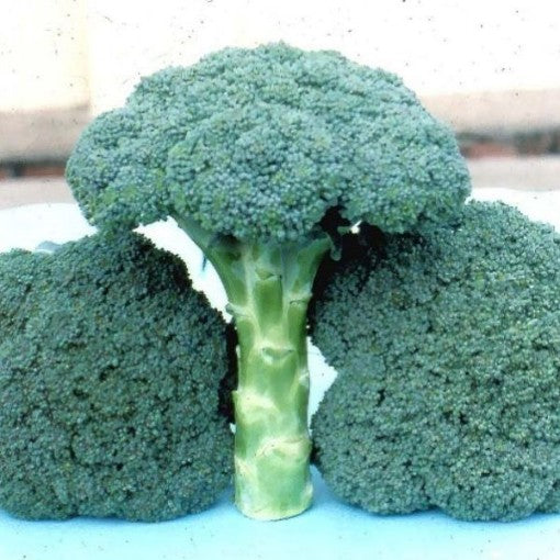 BROCCOLI 'Tendergreen'