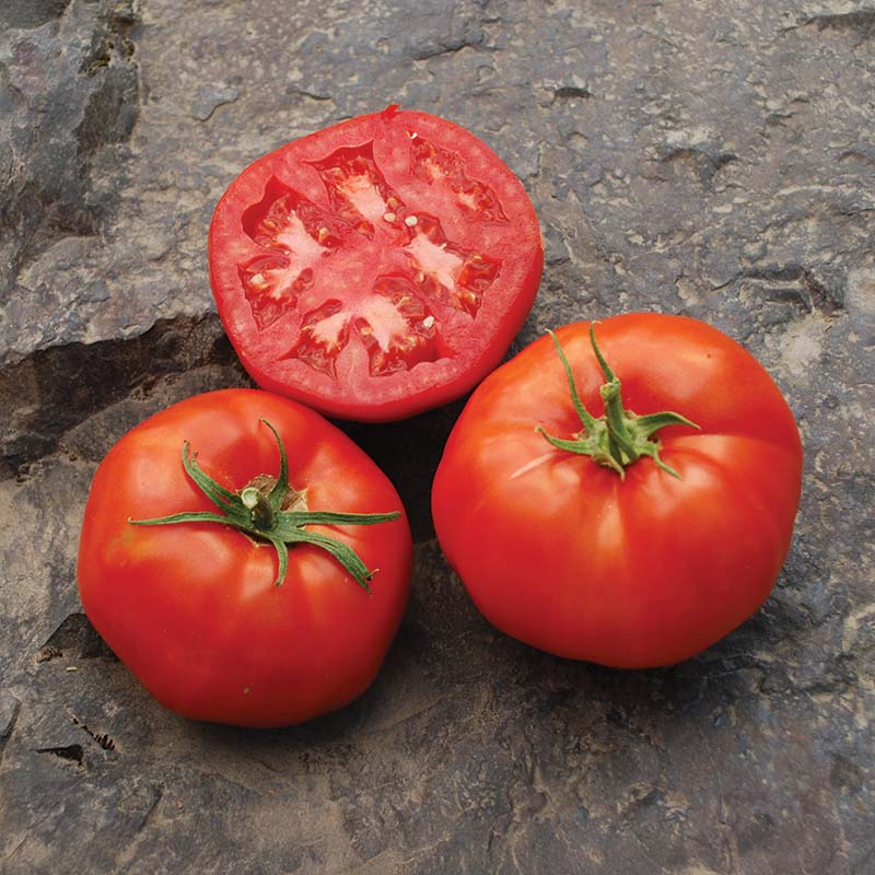 TOMATO 'Rutger's'
