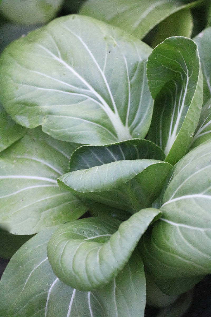 ASIAN GREENS 'Shanghai Green Bok Choy'