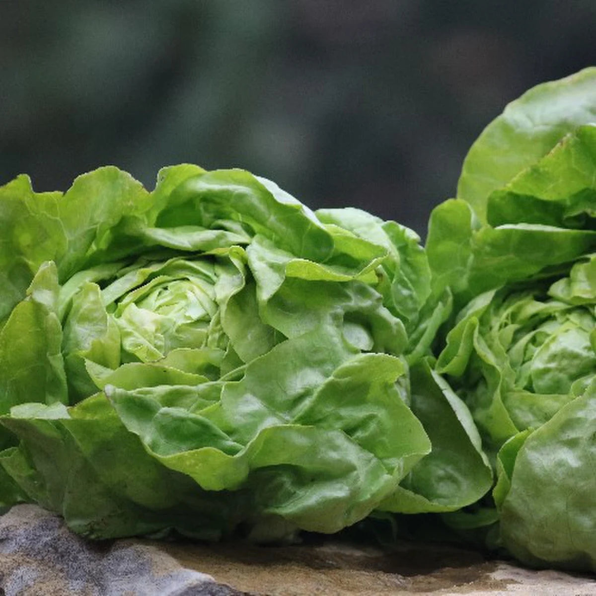 LETTUCE 'Capitaine'