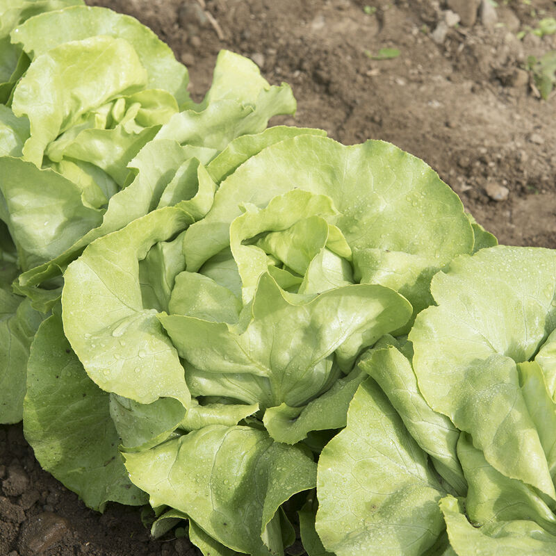 LETTUCE 'Mirlo'