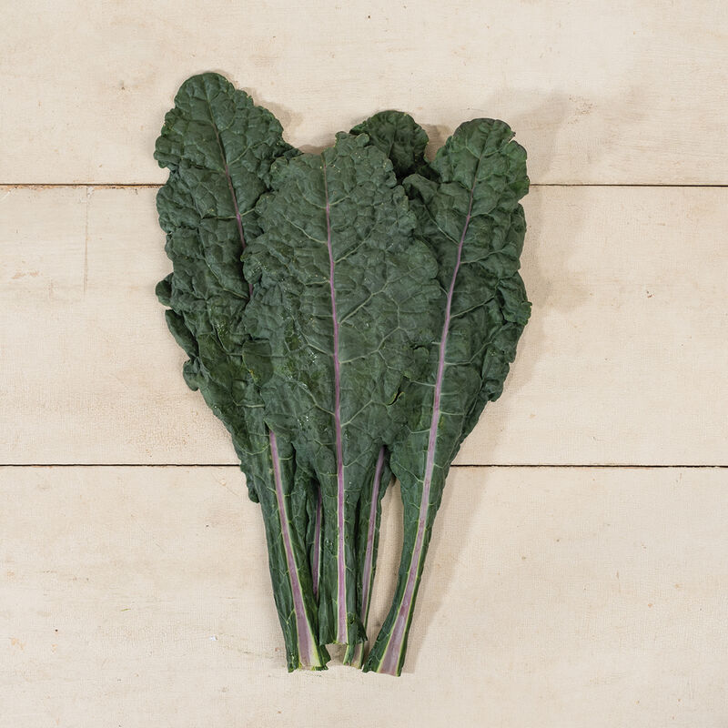 KALE 'Dazzling Blue Dinosaur'
