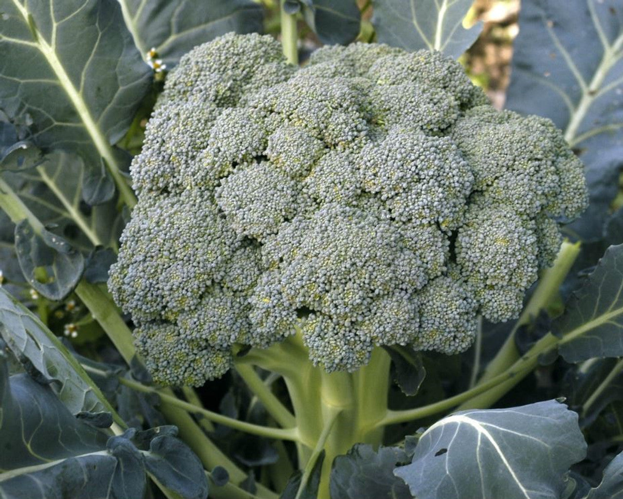 BROCCOLI 'Waltham 29'