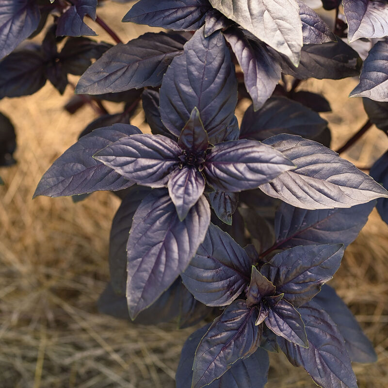 BASIL 'Prospera Red' --Ocimum basilicum--