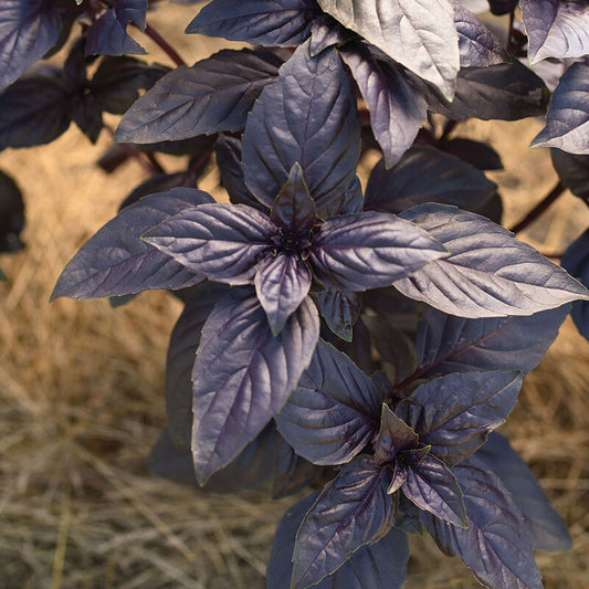 BASIL 'Prospera Red' --Ocimum basilicum--