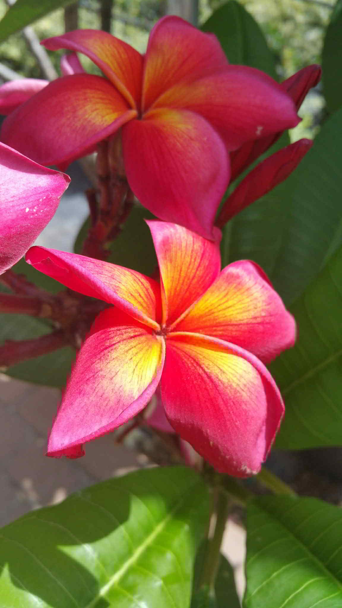Plumeria 'Red'