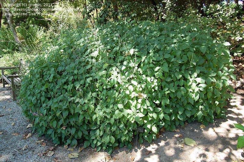 MUSHROOM PLANT --Rungia klossii--