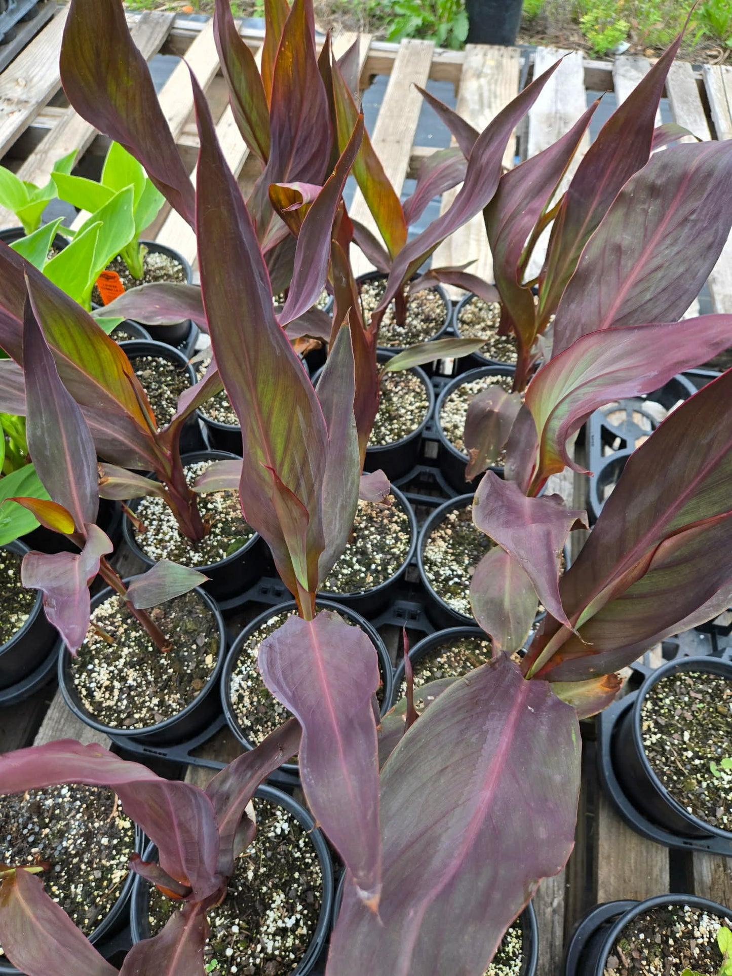 Canna x generalis 'Intrigue'