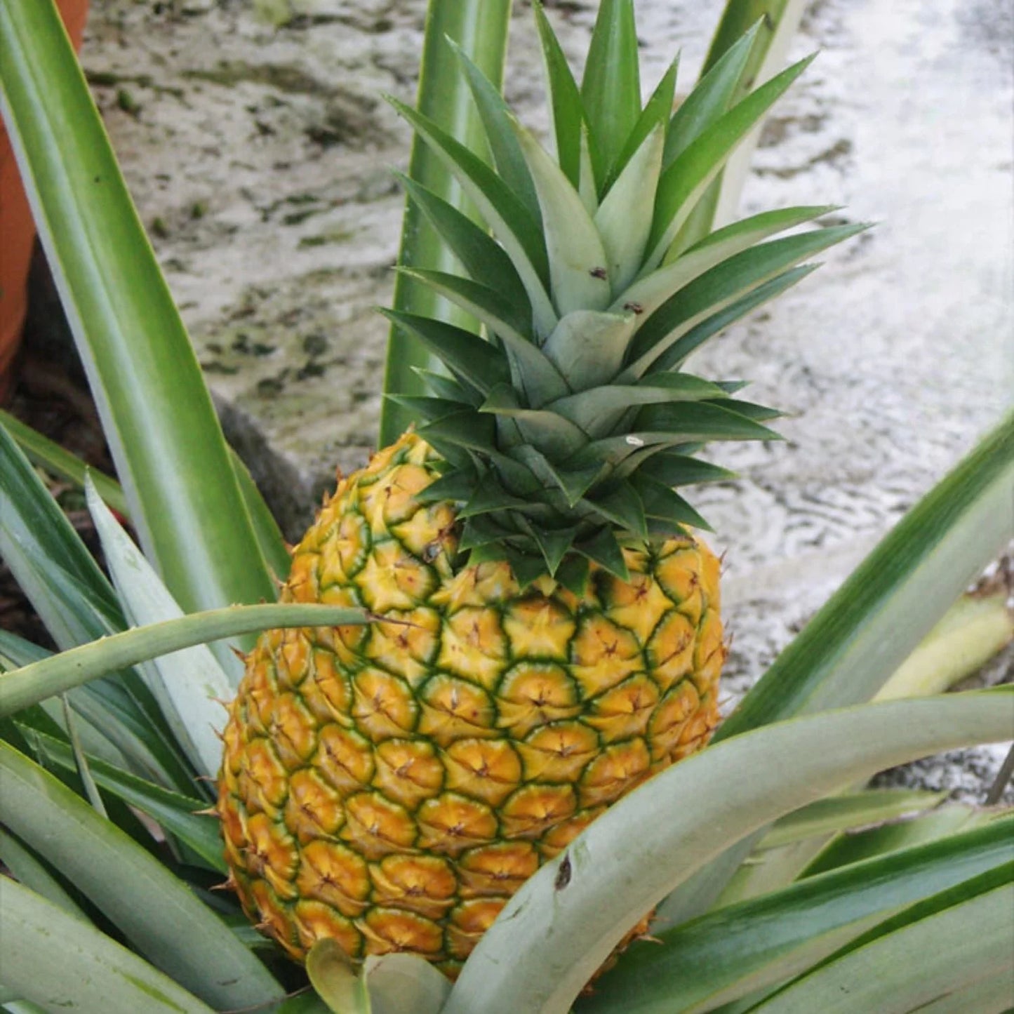 PINEAPPLE 'Elite Gold' --Ananas comosus--
