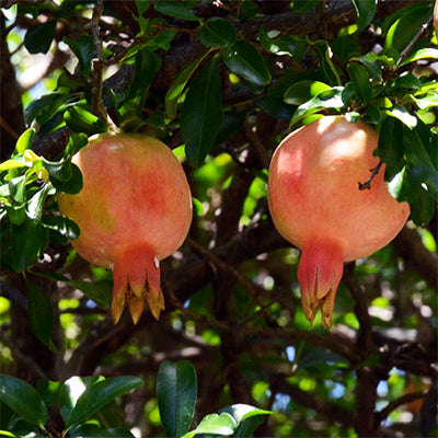 POMEGRANATE 'Eversweet' --Punica granatum--