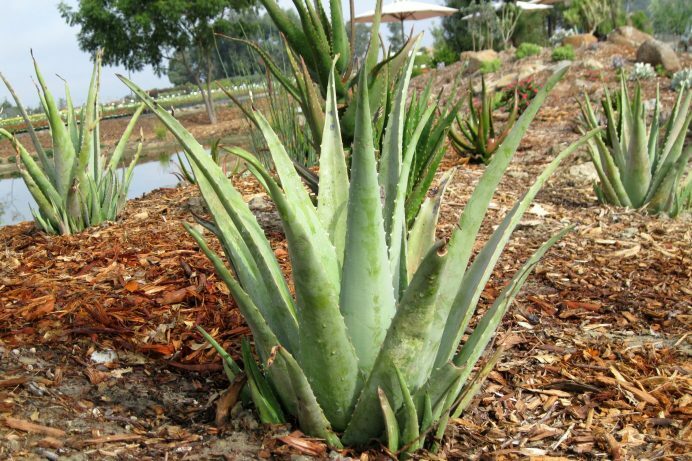ALOE VERA 'Large-Leaf' --Aloe barbadensis--