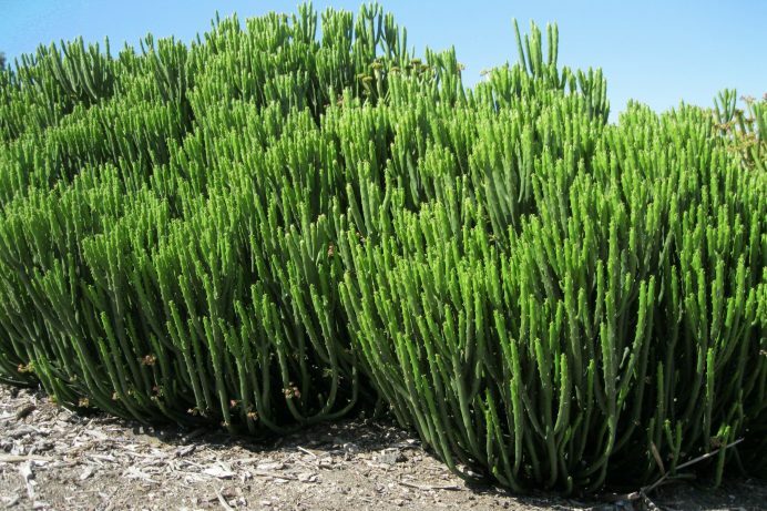 Euphorbia leucodendron --Cat Tail Euphorbia--