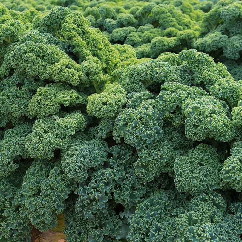 KALE 'Darkibor'