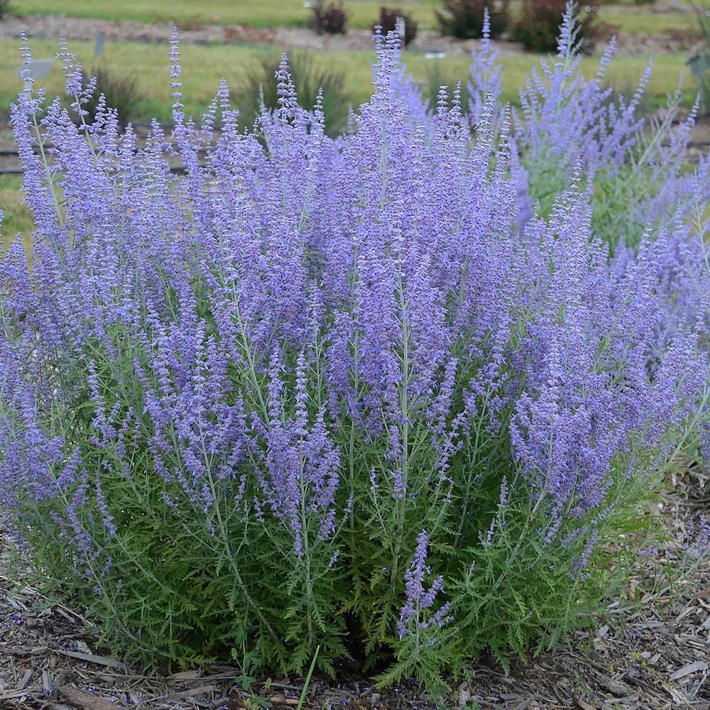 Salvia yangii --Russian Sage--