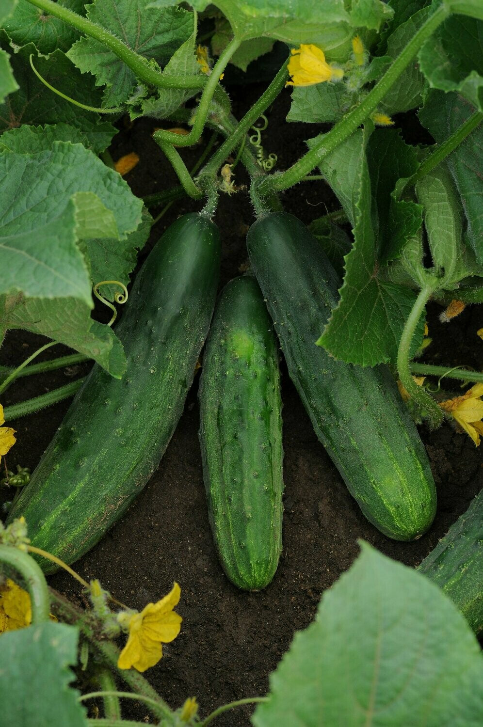 CUCUMBER 'Bush Crop'