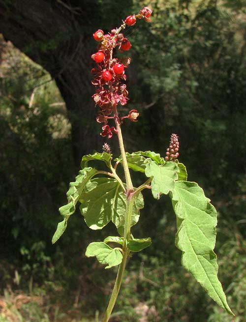 Rivina humilis --Pigeonberry--