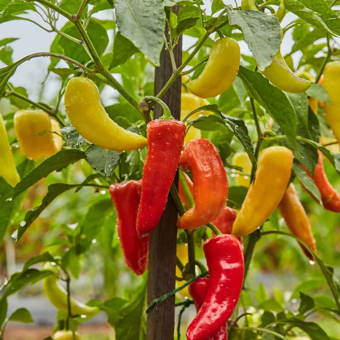 PEPPER 'Sweet Banana'