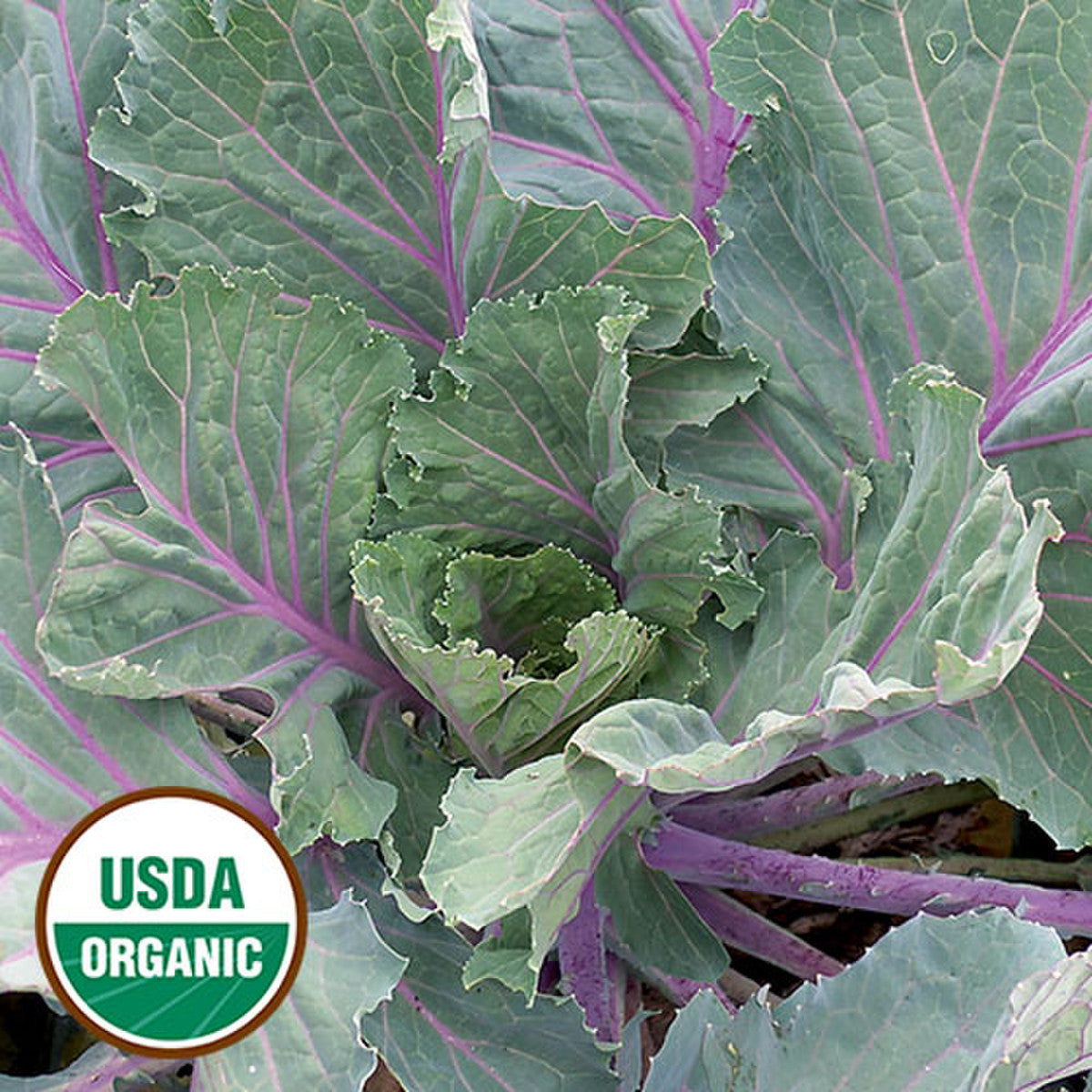 COLLARDS 'Ole Timey Blue'