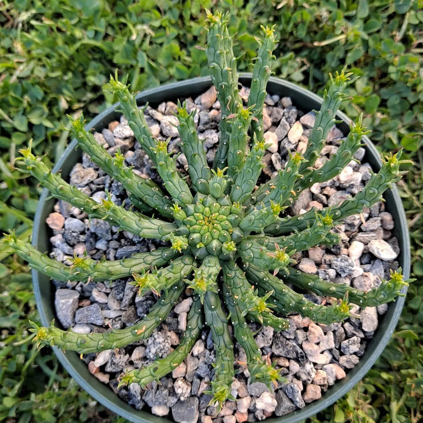 Euphorbia flanaganii --Medusa's Head--