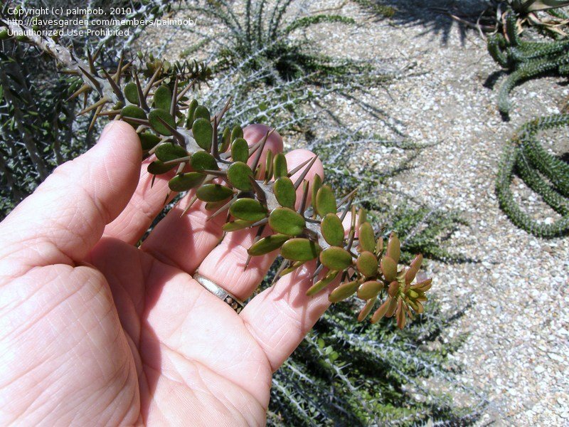 Alluaudia humbertii
