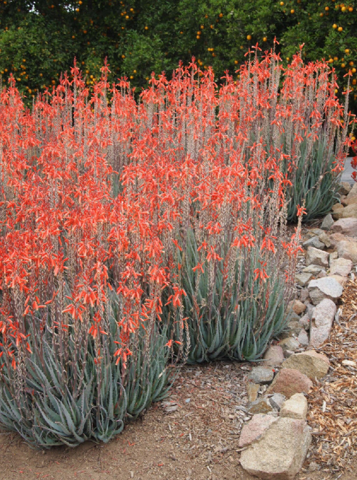 Aloe 'Blue Elf'