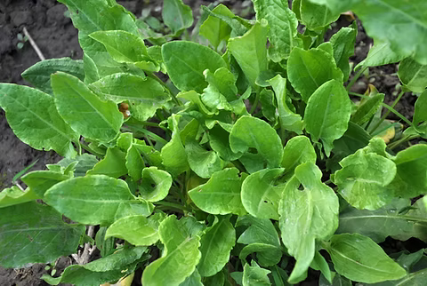 SORREL 'Garden' --Rumex acetosa--