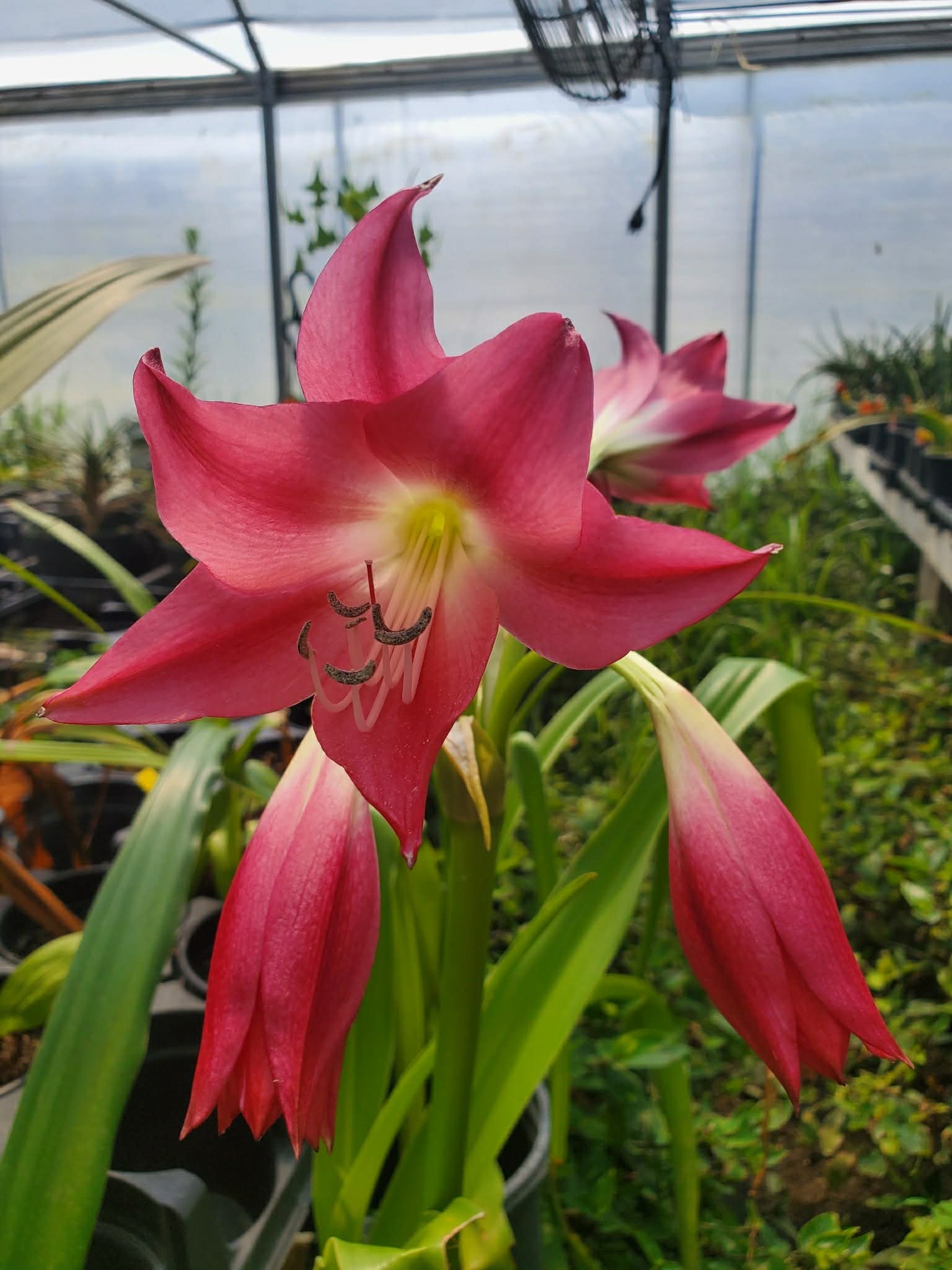 pink crinum spider lily Crinum --Infusion Lily--