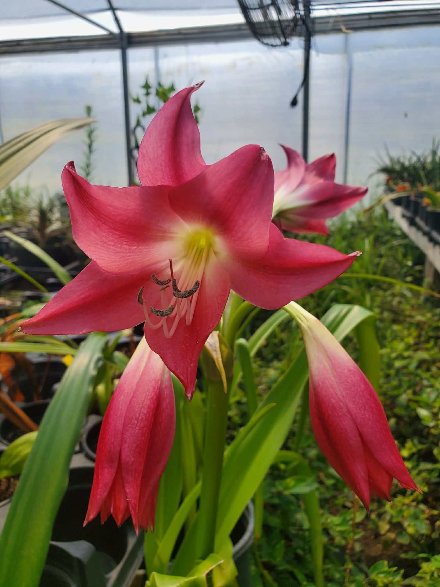 Crinum --Infusion Lily--