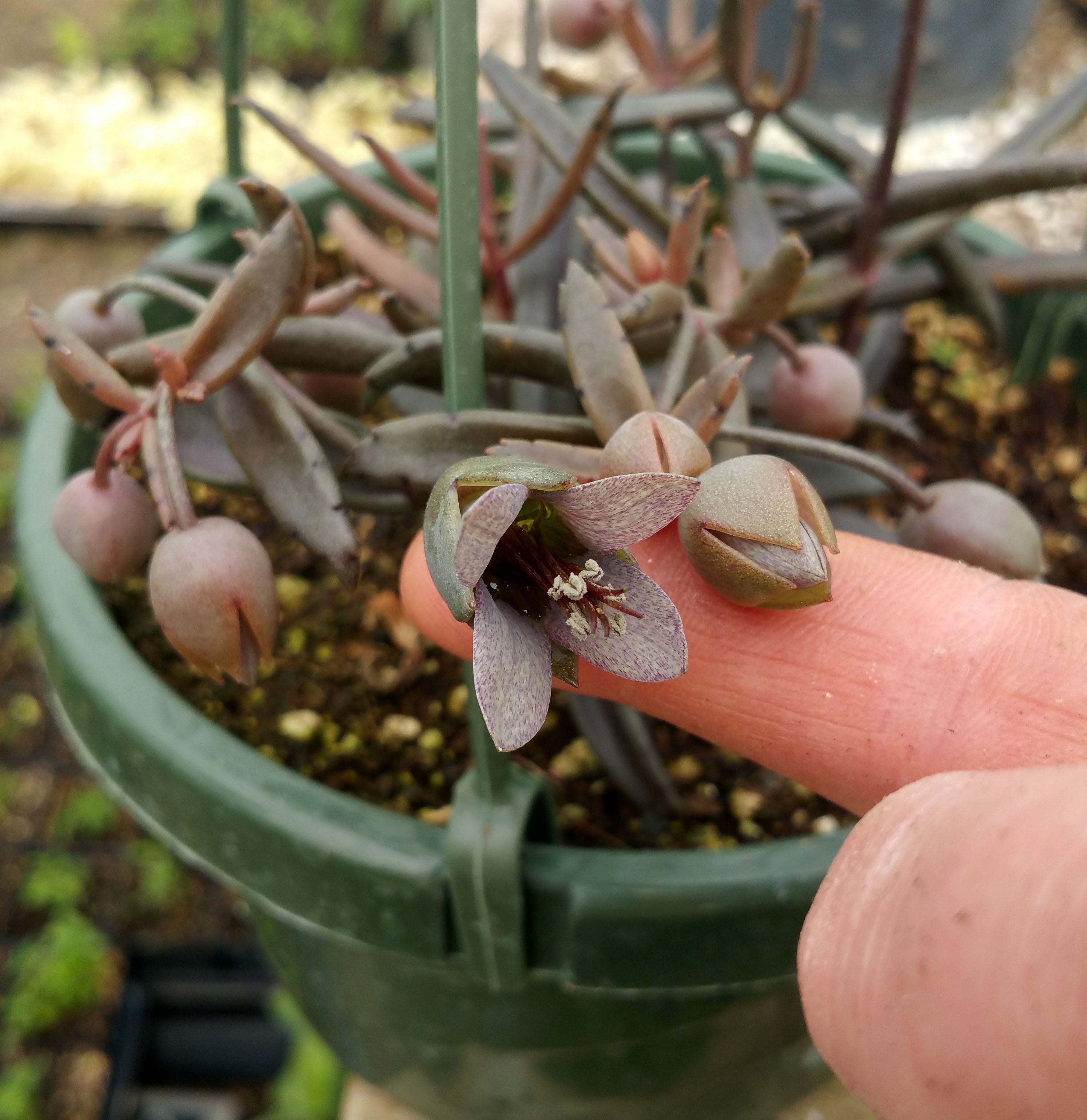 widow's thrill succulent Kalanchoe beauverdii --Widow's Thrill--