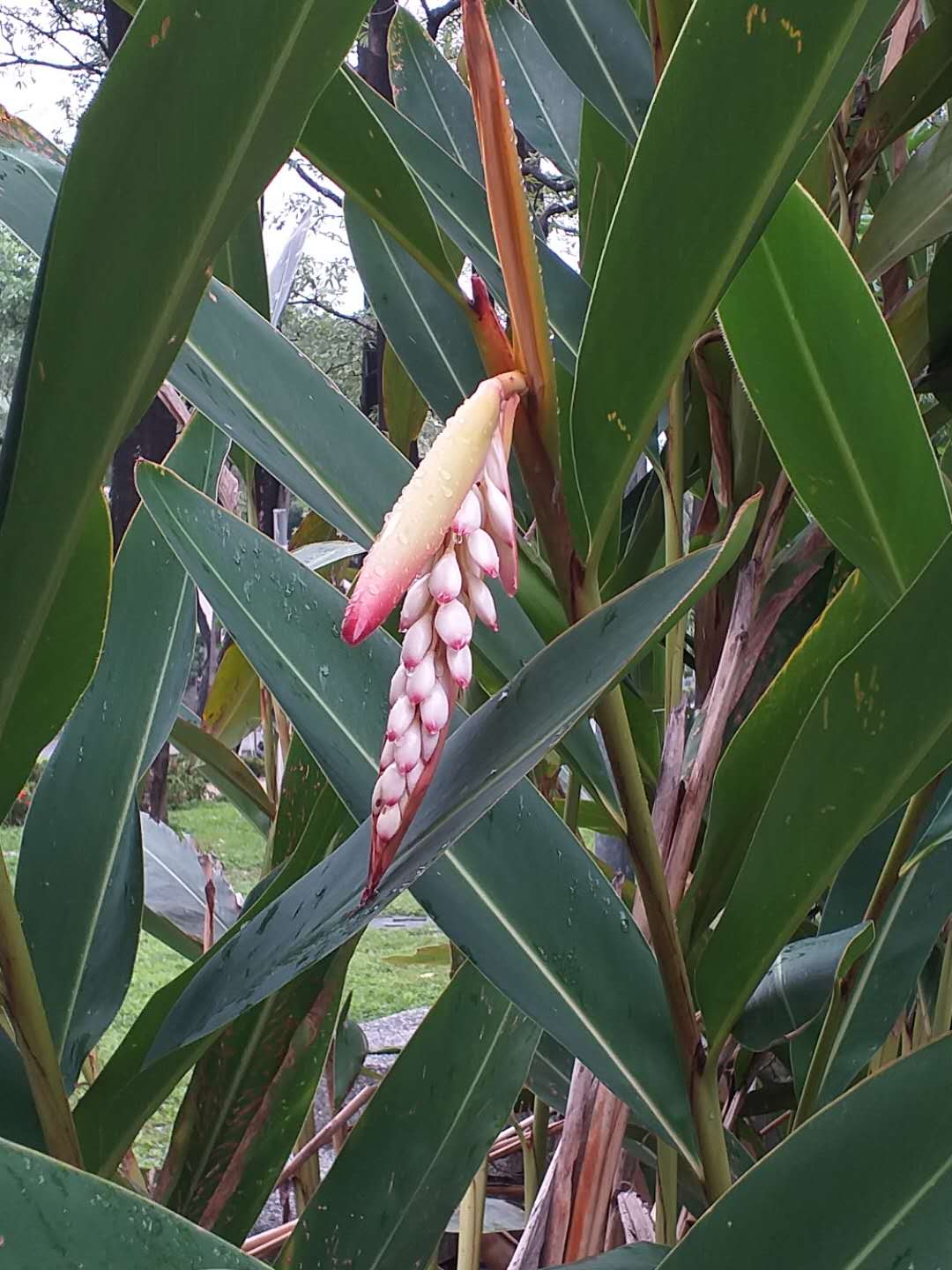 GINGER 'Shell' --Alpinia zerumbet--