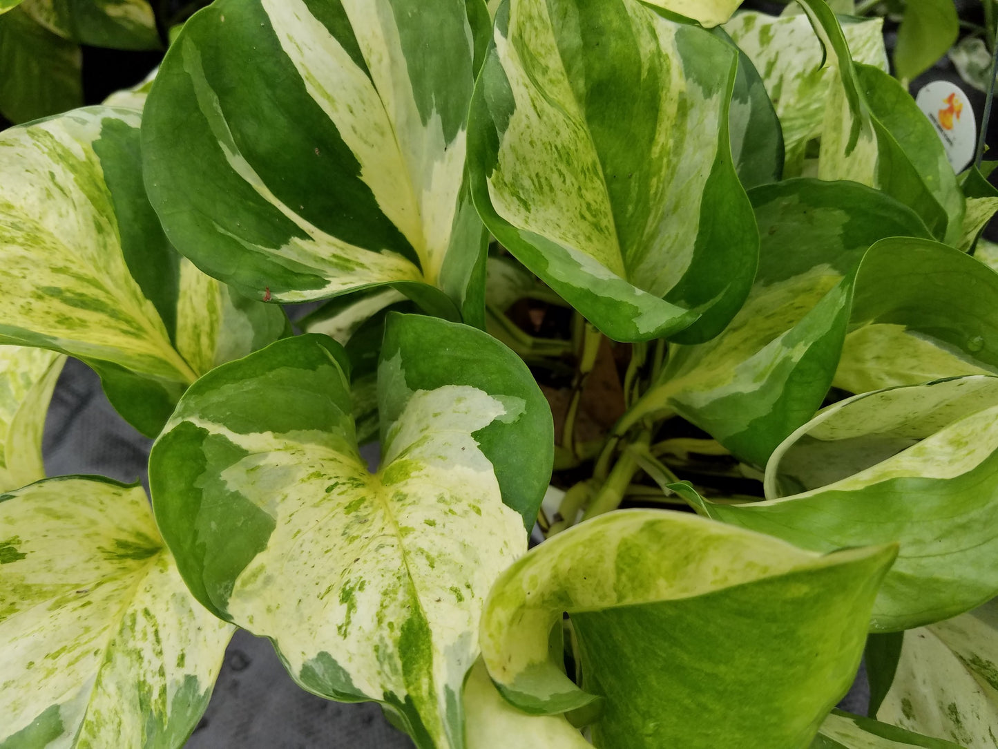 Epipremnum aureum --Manjula Pothos--