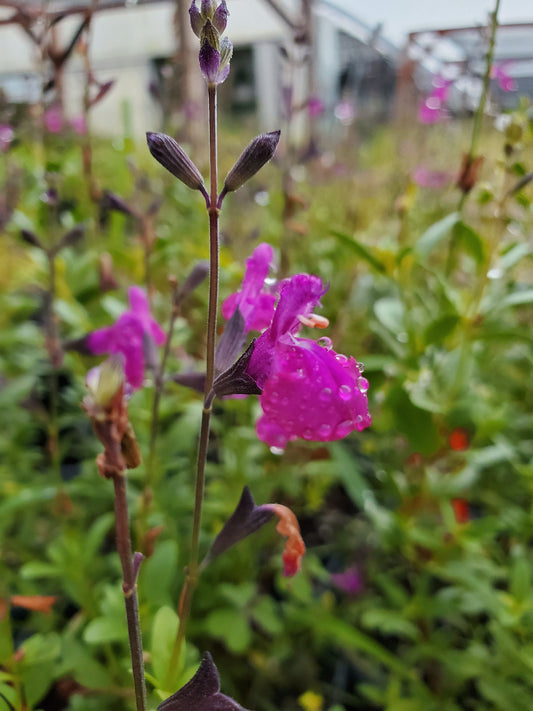 Salvia greggii --Compact Violet Autumn Sage--