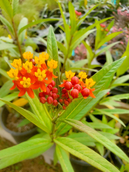 Asclepias curassavica --Apollo Orange Tropical Milkweed--