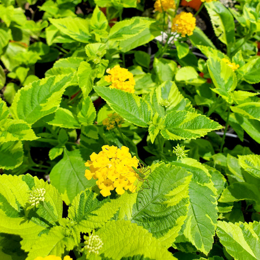 Lantana camara --Variegated Yellow Lantana--