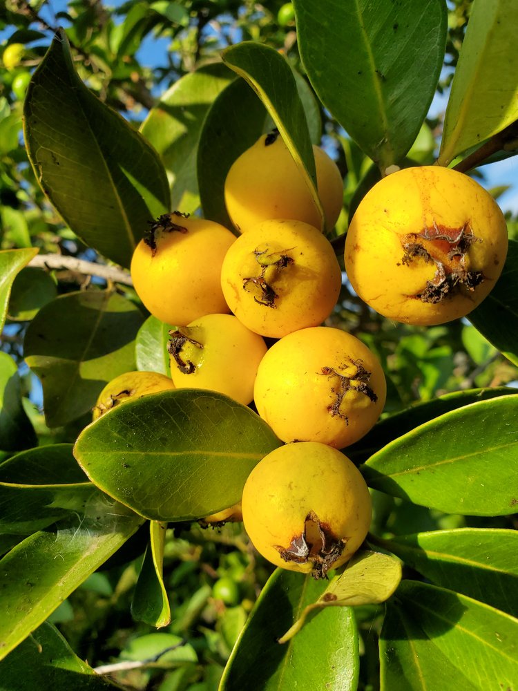 GUAVA 'Lemon' --Psidium cattleyanum 'Littorale'--
