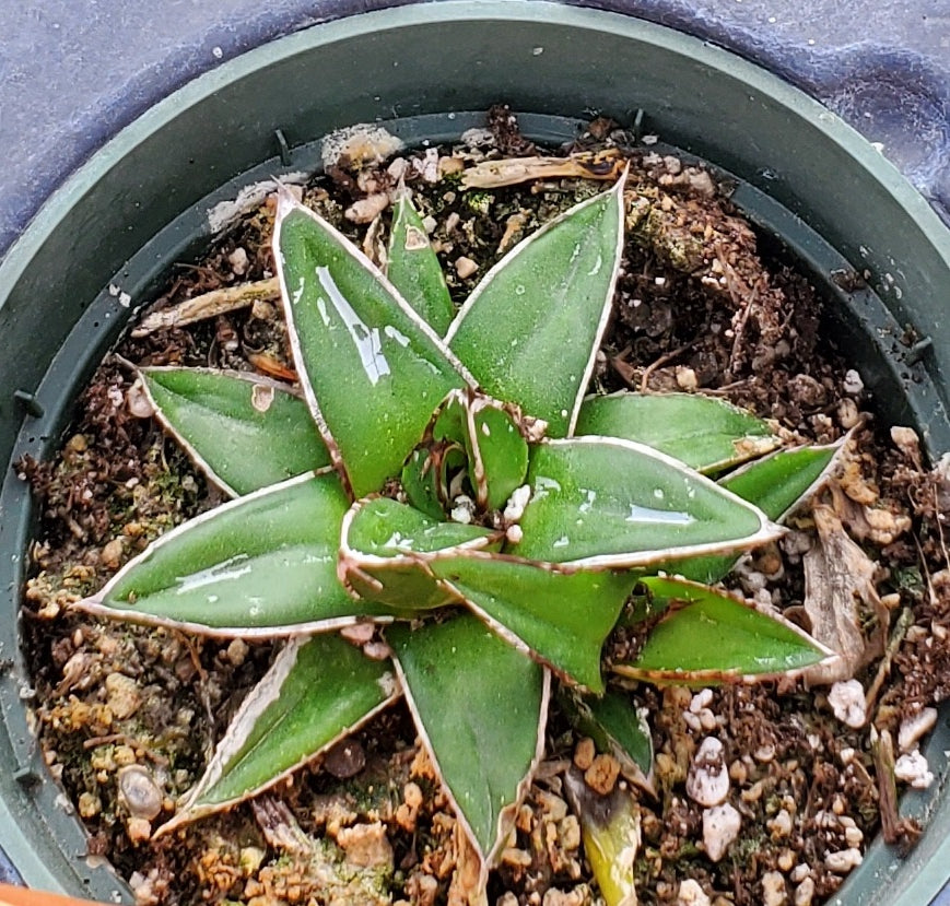 Agave victoriae-reginae --Queen Victoria Agave--