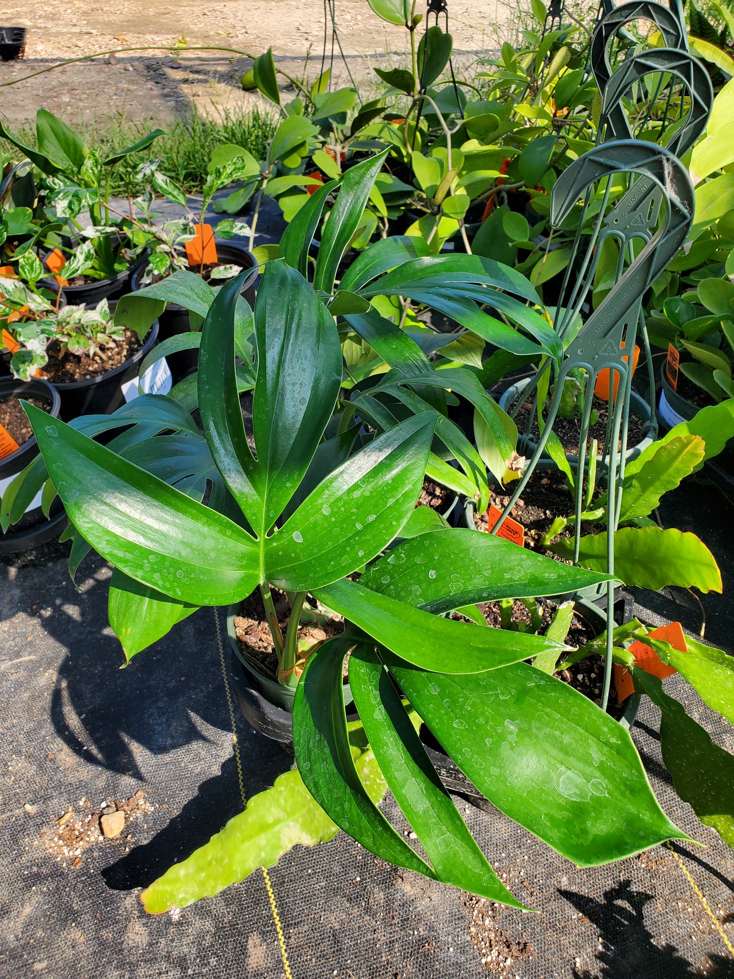Rhaphidophora decursiva --Dragon Tail Philodendron--