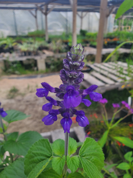 Salvia farinacea x longispicata --Big Blue Sage--