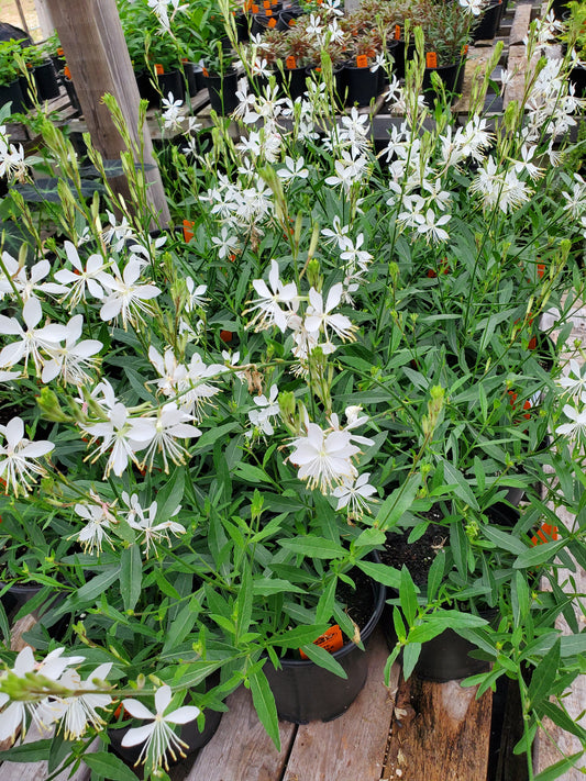 Gaura lindheimeri 'White Sparkle'