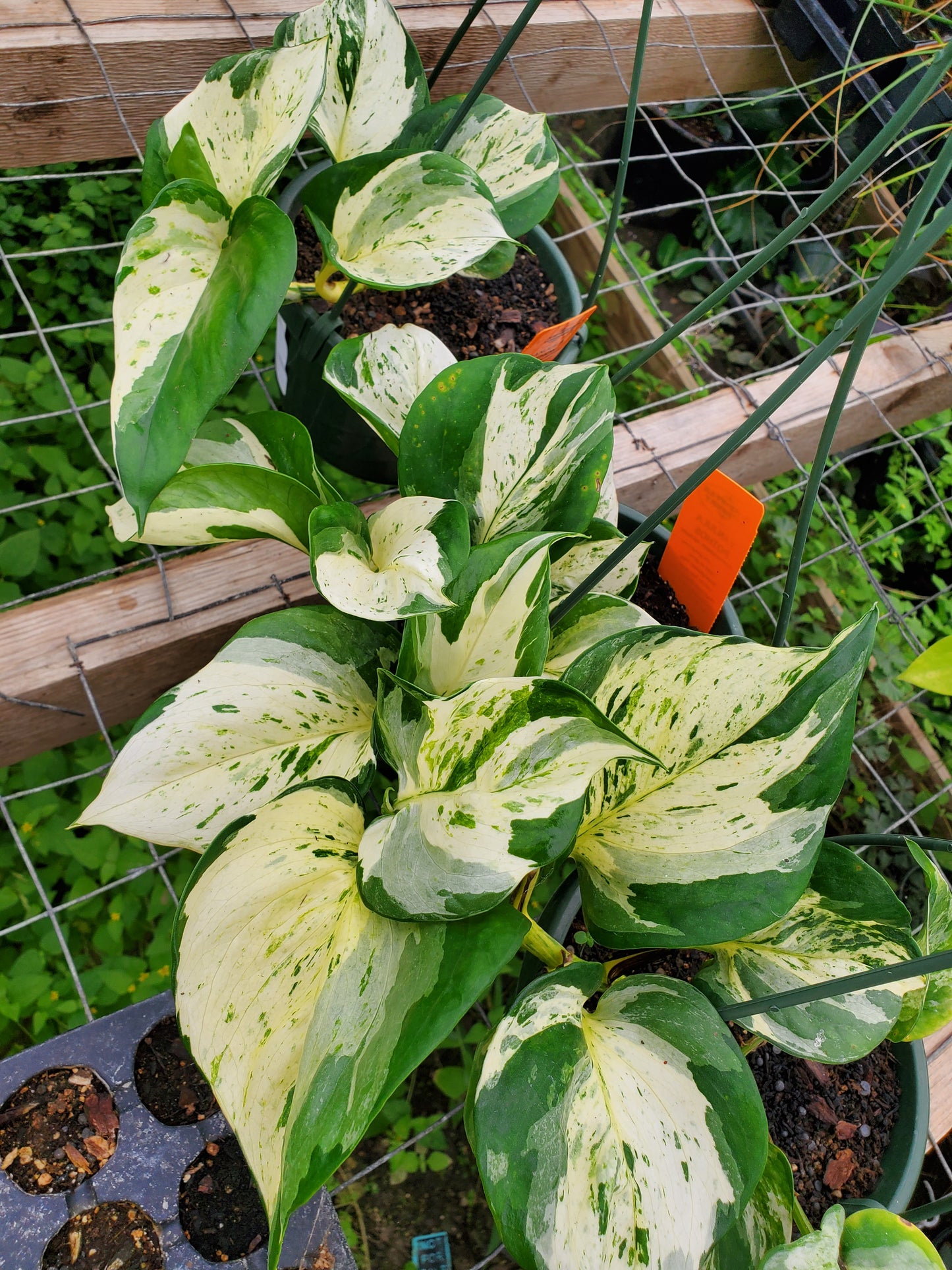Epipremnum aureum --Manjula Pothos--