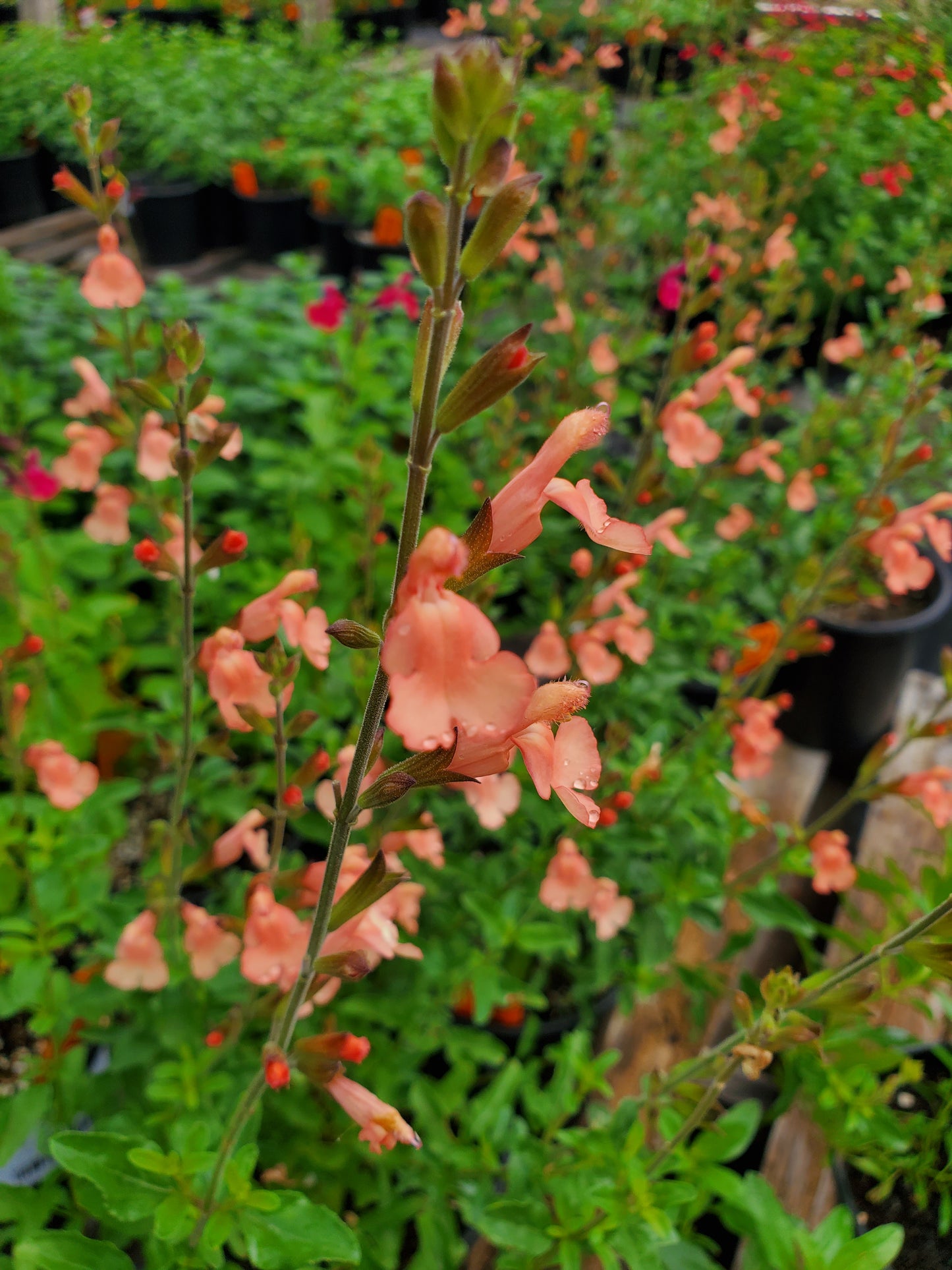 Salvia greggii --California Sunset Autumn Sage--