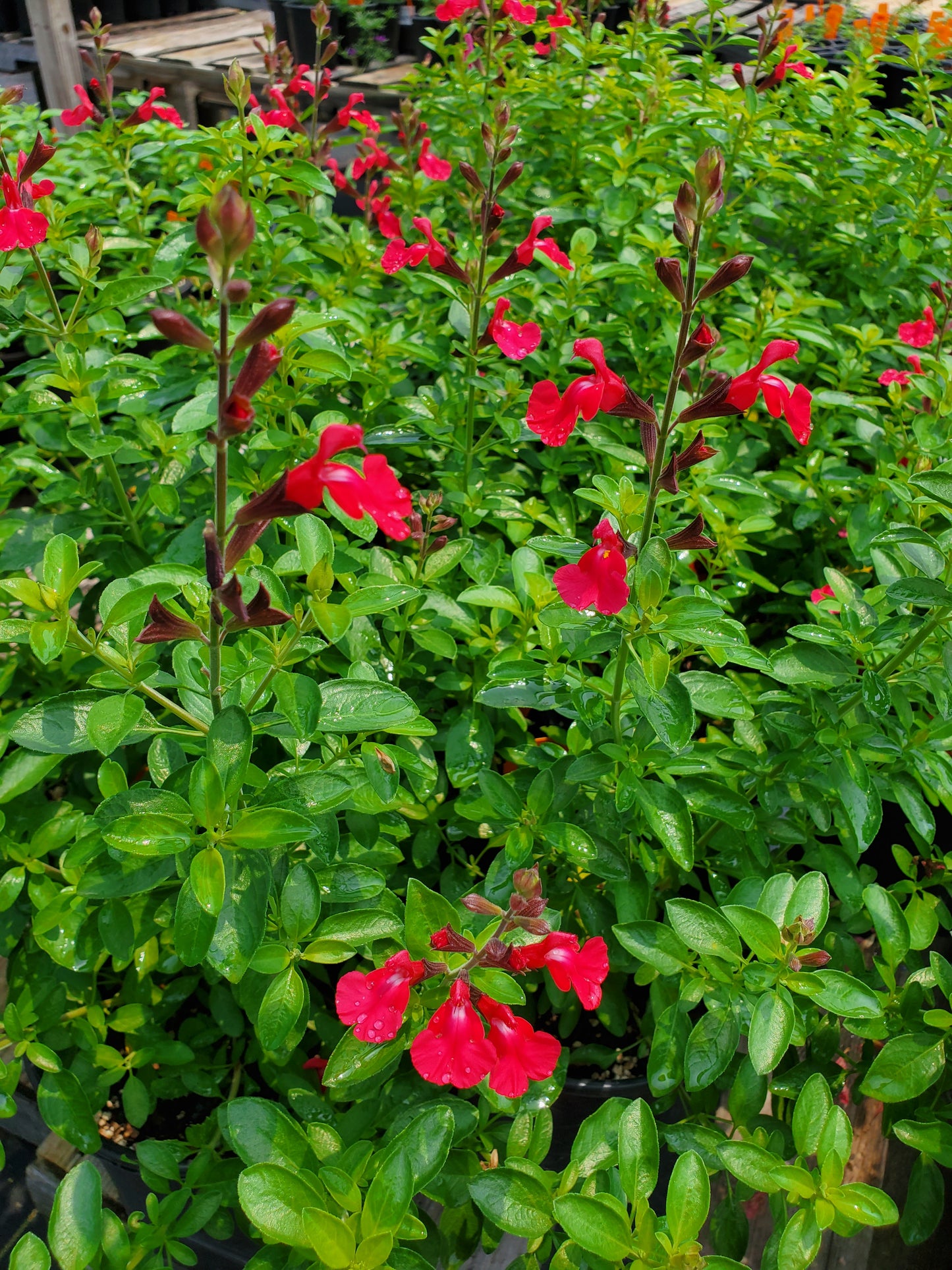 Salvia greggii --Sunset Autumn Sage--