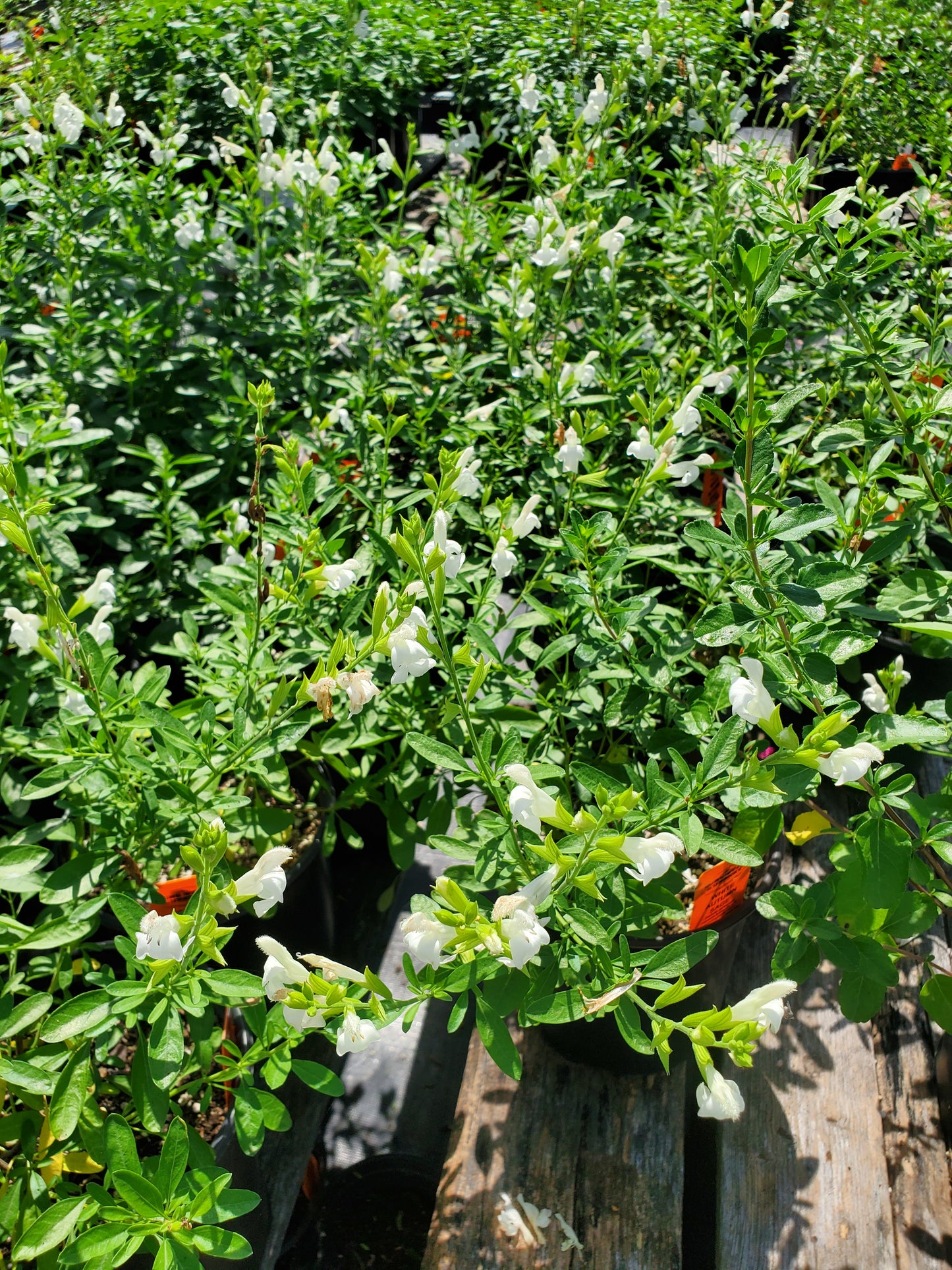 Salvia greggii --White Autumn Sage--