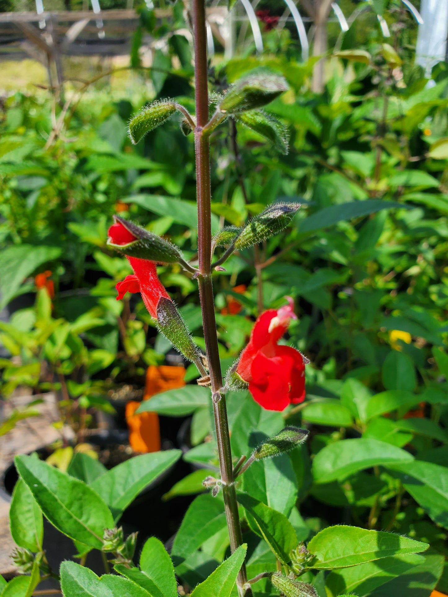 Salvia blepharophylla --Eyelash-Leaf Sage--