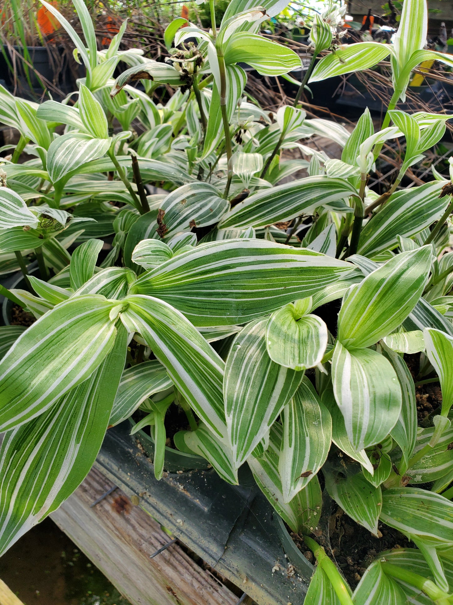 Tradescantia albiflora 'Albo-vittata' --Giant White Inch Plant--