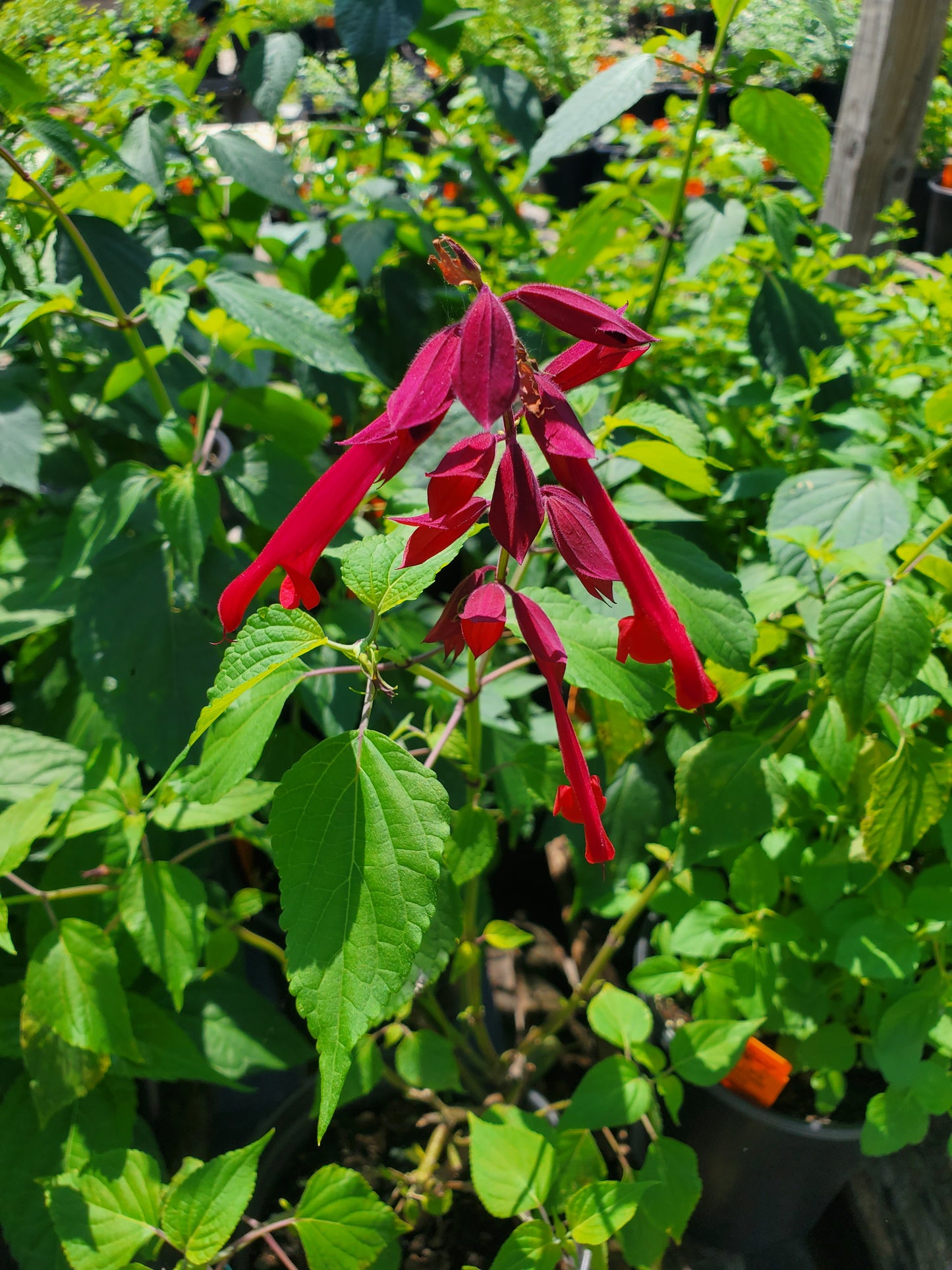 Salvia holwayi --Holway's Sage--