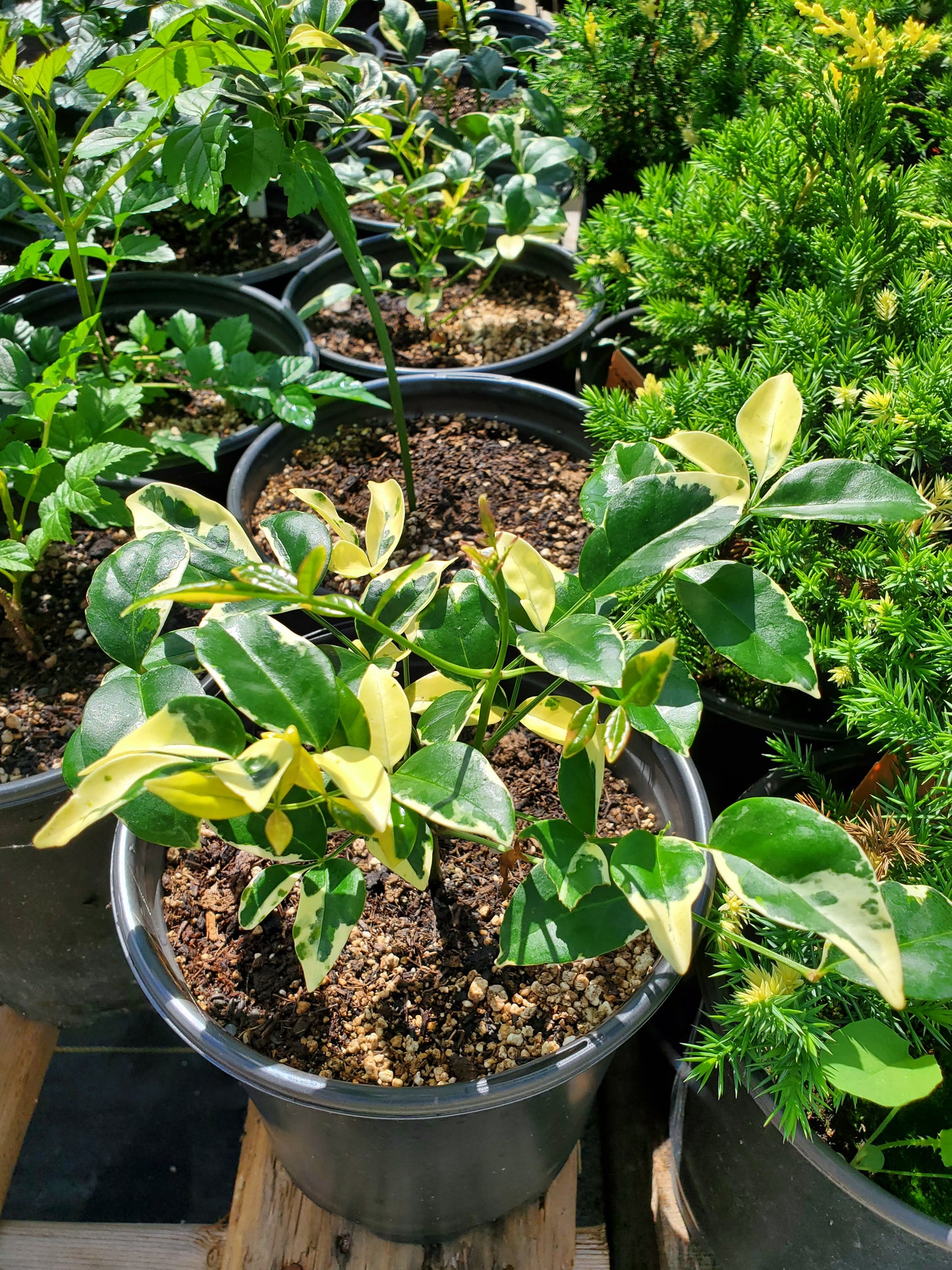 Pandorea jasminoides 'Variegata' --Variegated Pandora Vine--