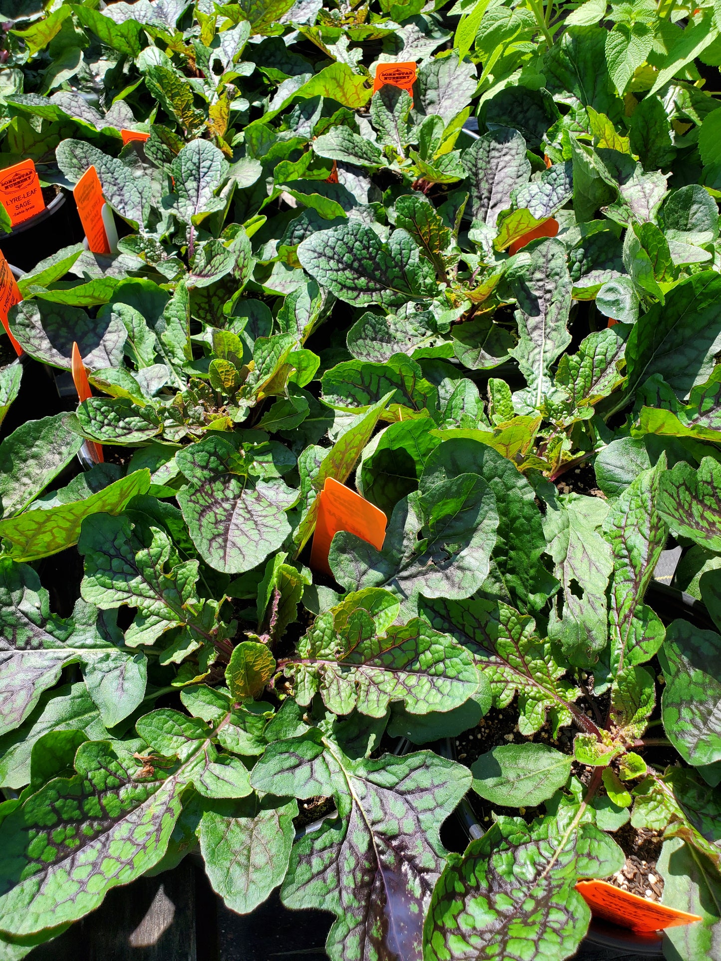 Salvia lyrata --Lyre-leaf Sage--
